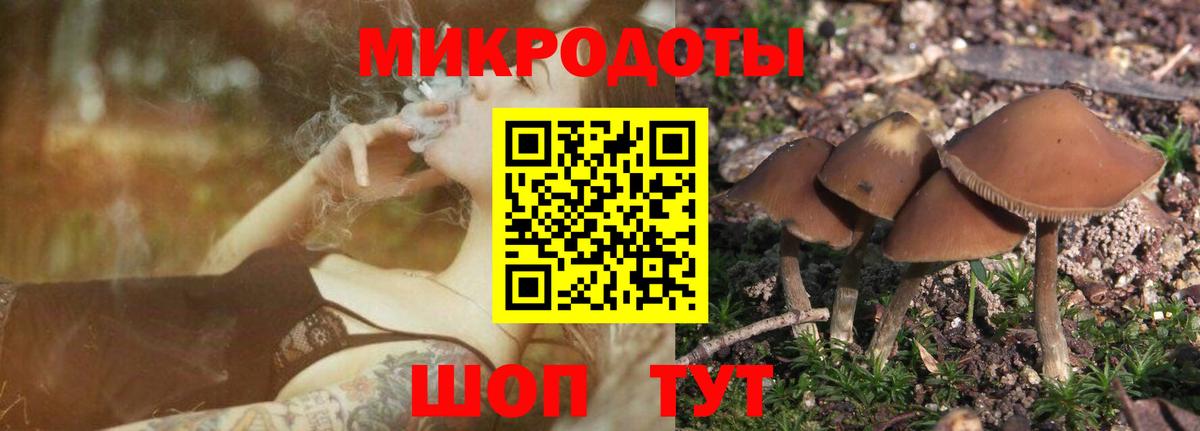 Галлюциногенные грибы Psilocybine cubensis Королёв